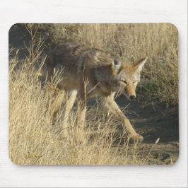 R14 Coyote Walking Muismat