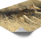 R14 Coyote Walking Poster (Hoek)