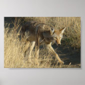 R14 Coyote Walking Poster (Voorkant)