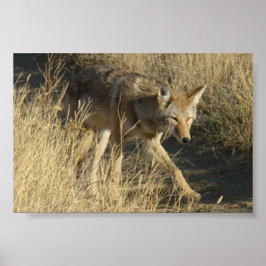 R14 Coyote Walking Poster (Voorkant)