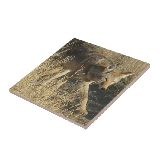 R14 Coyote Walking Tegeltje (Zijkant)