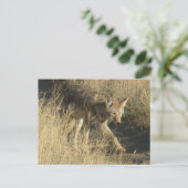 R14 Coyote Wandelen Briefkaart (Staand voorkant)