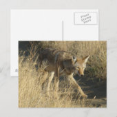R14 Coyote Wandelen Briefkaart (Voorkant / Achterkant)