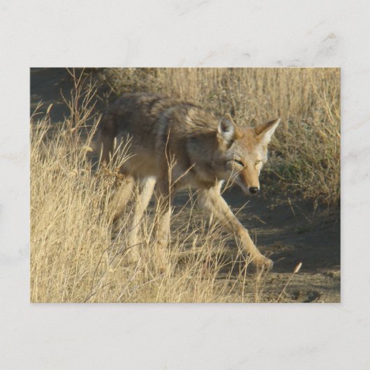 R14 Coyote Wandelen Briefkaart (Voorkant)