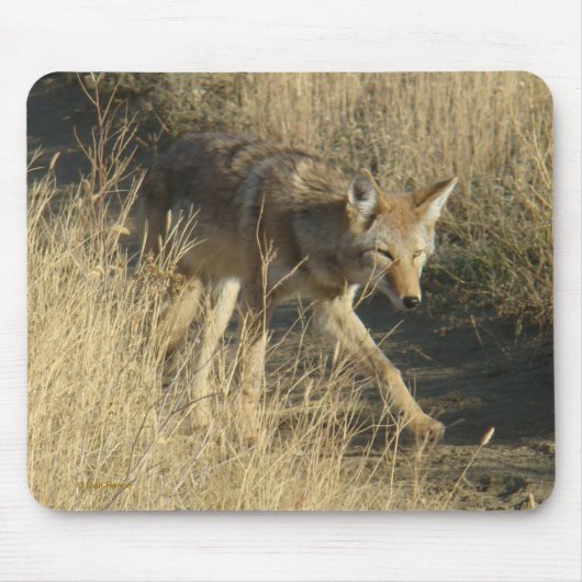 R14 Coyote Wandelen Muismat (Voorkant)