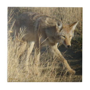 R14 Coyote Wandelen Tegeltje
