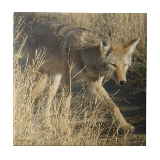 R14 Coyote Wandelen Tegeltje (Voorkant)