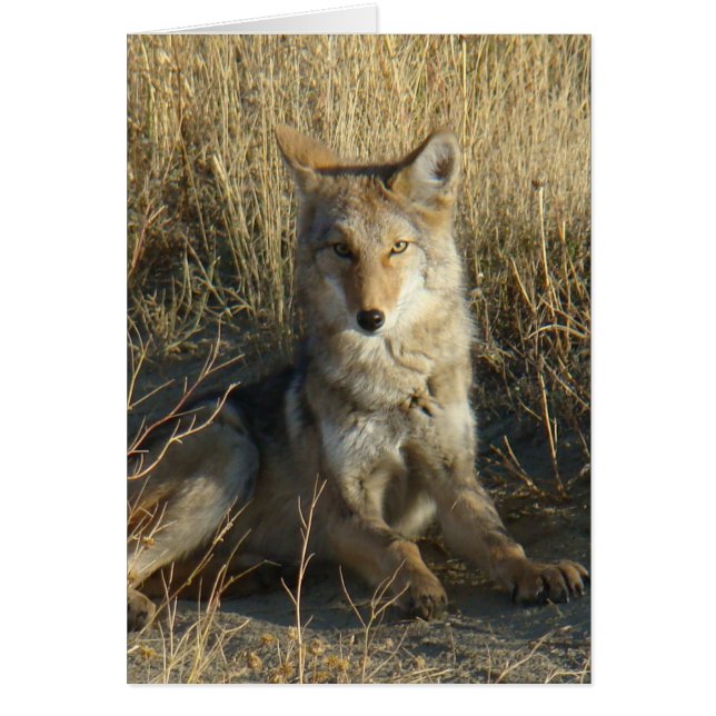 R15 Coyote Laying (Voorkant)