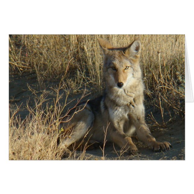 R15 Coyote Laying (Voorkant Horizontaal)
