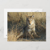 R15 Coyote Laying Briefkaart (Voorkant / Achterkant)