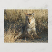 R15 Coyote Laying Briefkaart (Voorkant)