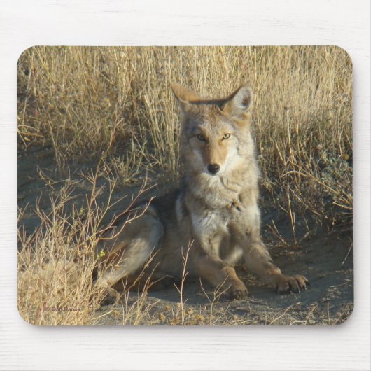 R15 Coyote Laying Muismat (Voorkant)