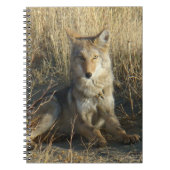 R15 Coyote Laying Notitieboek (Voorkant)