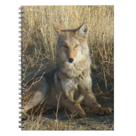 R15 Coyote Laying Notitieboek