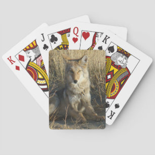 R15 Coyote Laying Pokerkaarten