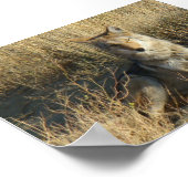 R15 Coyote Laying Poster (Hoek)