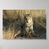 R15 Coyote Laying Poster (Voorkant)