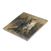 R15 Coyote Laying Tegeltje (Zijkant)