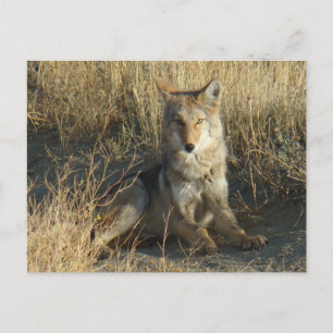 R15 Coyote Liggend Briefkaart