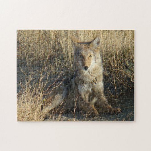 R15 Coyote Liggend Legpuzzel (Horizontaal)