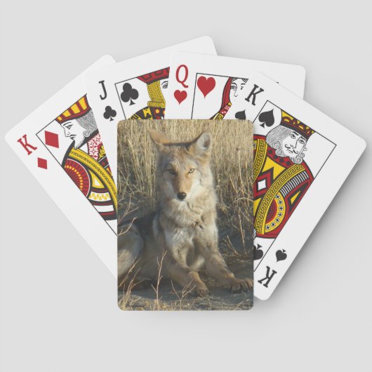 R15 Coyote Liggend Pokerkaarten (Achterkant)