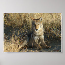 R15 Coyote Liggend Poster