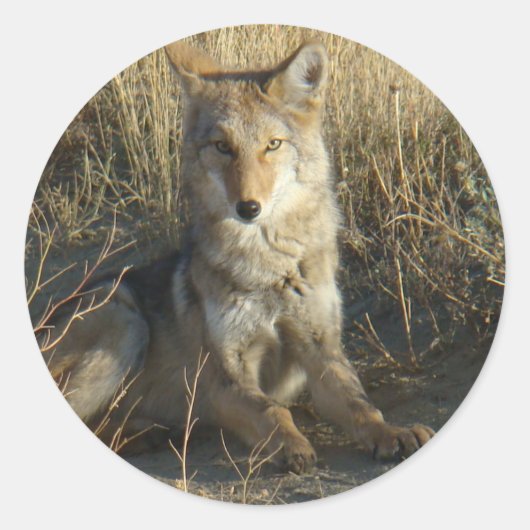 R15 Coyote Liggend Ronde Sticker (Voorkant)