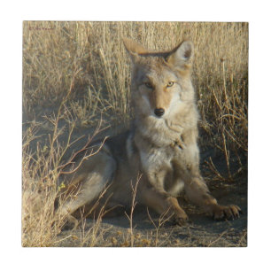R15 Coyote Liggend Tegeltje