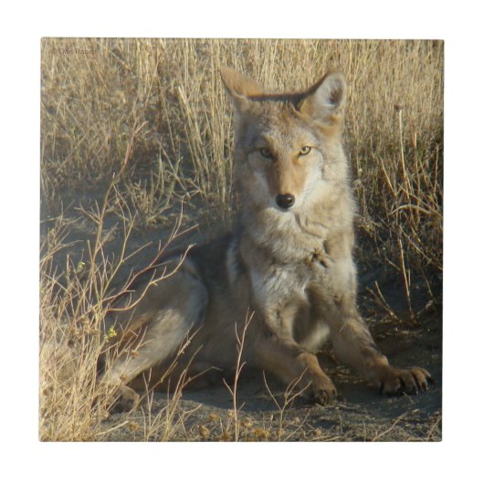 R15 Coyote Liggend Tegeltje (Voorkant)