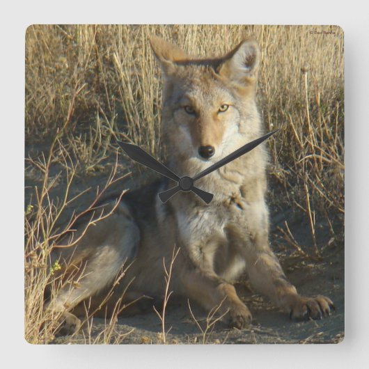 R15 Coyote Liggend Vierkante Klok (Voorkant)