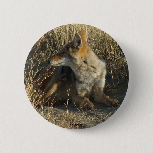 R16 Coyote Krabben Ronde Button 5,7 Cm (Voorkant)
