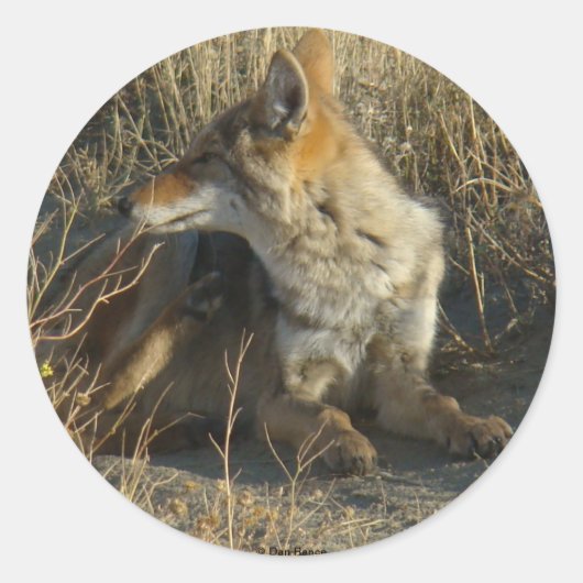R16 Coyote Krabben Ronde Sticker (Voorkant)
