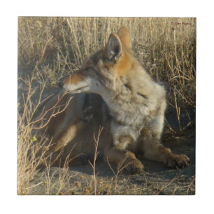 R16 Coyote Krabben Tegeltje