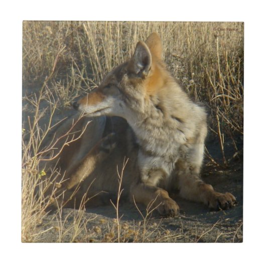 R16 Coyote Krabben Tegeltje (Voorkant)
