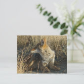 R16 Coyote Krabt Briefkaart (Staand voorkant)