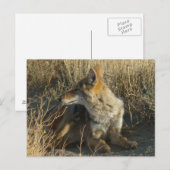 R16 Coyote Krabt Briefkaart (Voorkant / Achterkant)