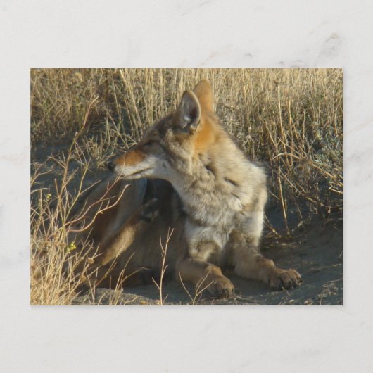 R16 Coyote Krabt Briefkaart (Voorkant)