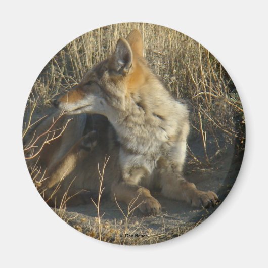 R16 Coyote Krabt Magneet (Voorkant)