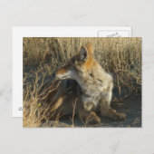 R16 Coyote kraken Briefkaart (Voorkant / Achterkant)