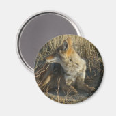 R16 Coyote kraken Magneet (Voorkant / Achterkant)