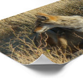 R16 Coyote kraken Poster (Hoek)