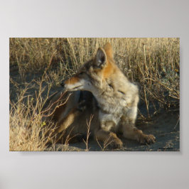 R16 Coyote kraken Poster