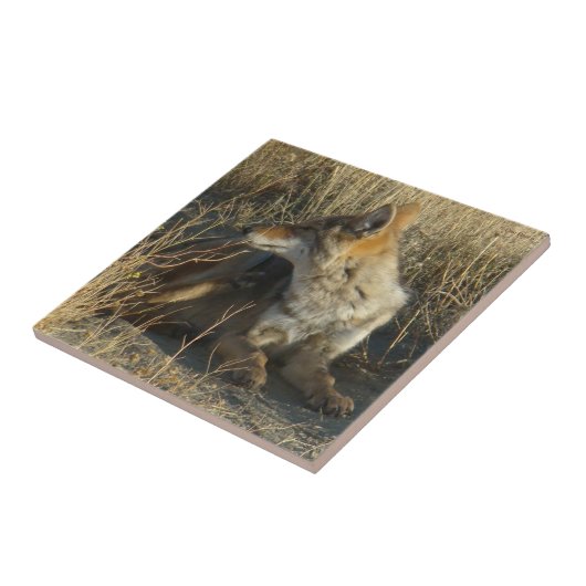 R16 Coyote kraken Tegeltje (Zijkant)