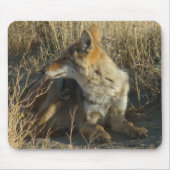 R16 Coyote Laying Muismat (Voorkant)