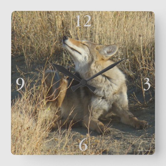 R17 Coyote Krabbelt Vierkante Klok (Voorkant)
