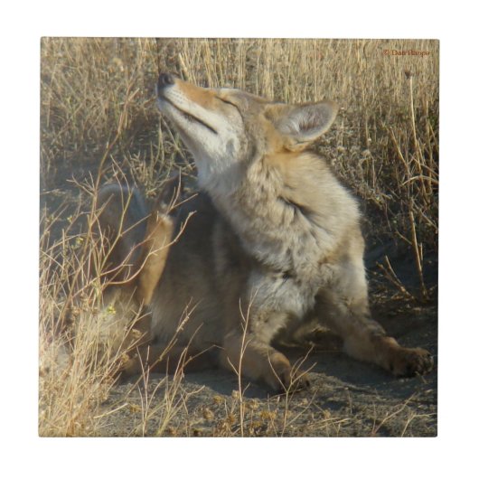 R17 Coyote Krabbend Tegeltje (Voorkant)