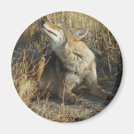 R17 Coyote Krabt Magneet