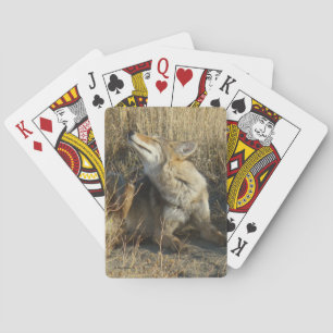 R17 Coyote Krabt Pokerkaarten
