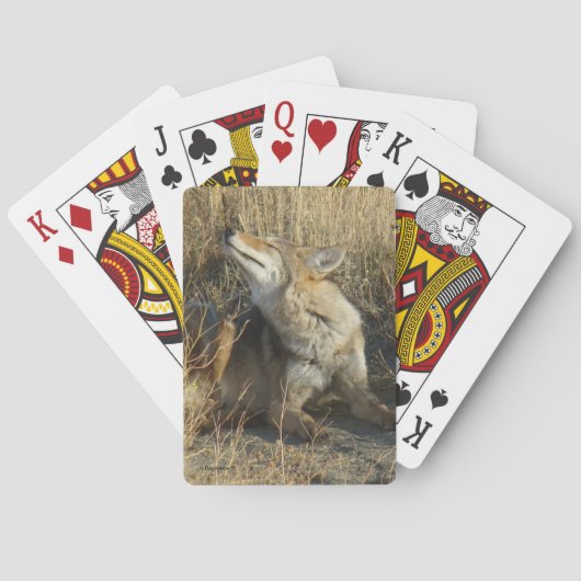 R17 Coyote Krabt Pokerkaarten (Achterkant)