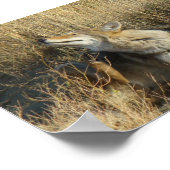 R17 Coyote Krabt Poster (Hoek)